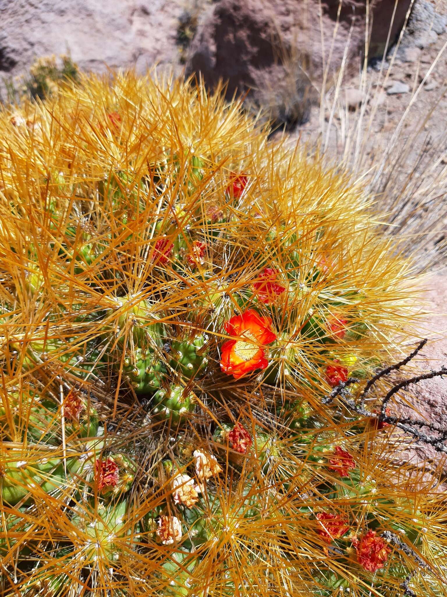 Image of Cumulopuntia glomerata