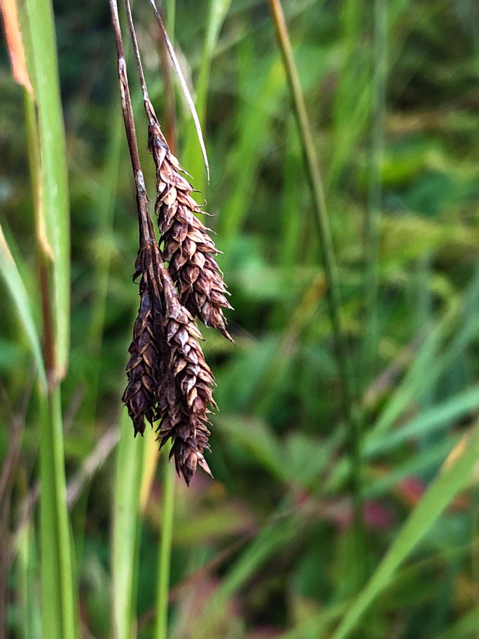 Image of scrabrous black sedge