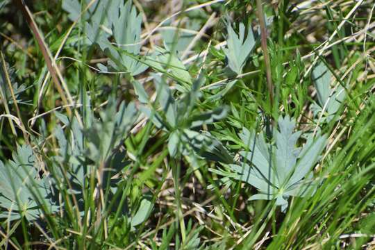 Image of mountainmeadow cinquefoil