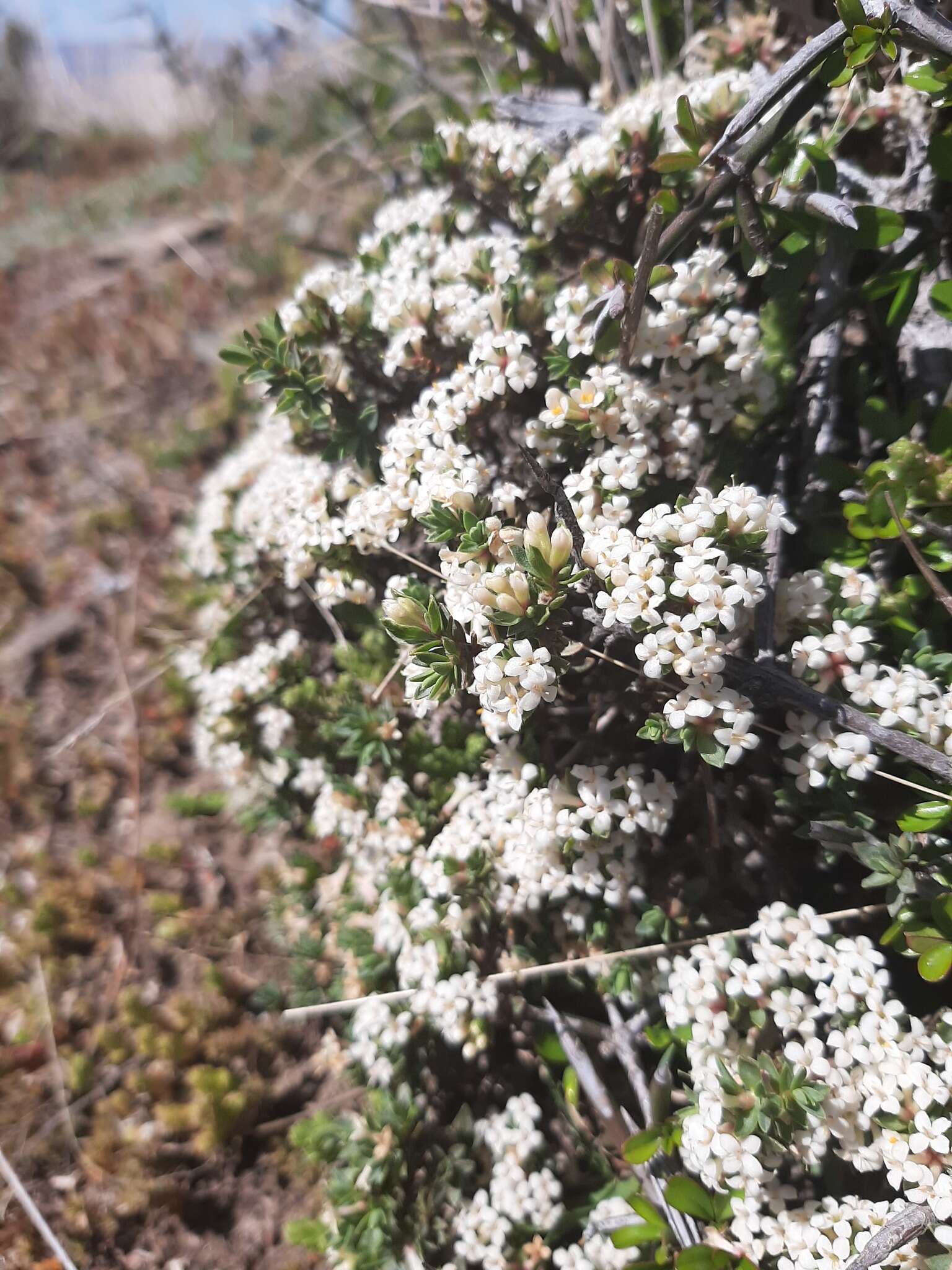 Image of Pimelea oreophila subsp. lepta C. J. Burrows