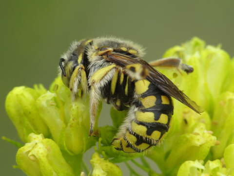 Image de Anthidium loti Perris 1852