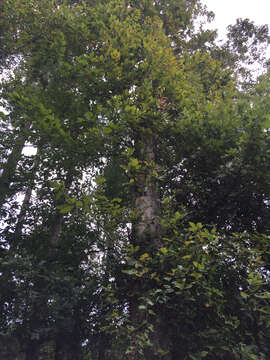 Image of Basket Oak