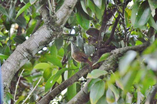 صورة Cantorchilus leucotis (Lafresnaye 1845)