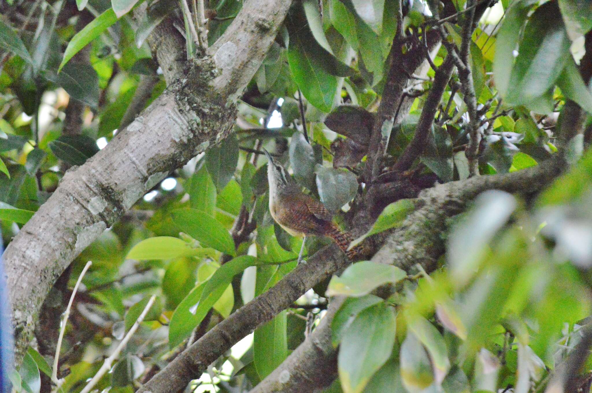 Image of Buff-breasted Wren