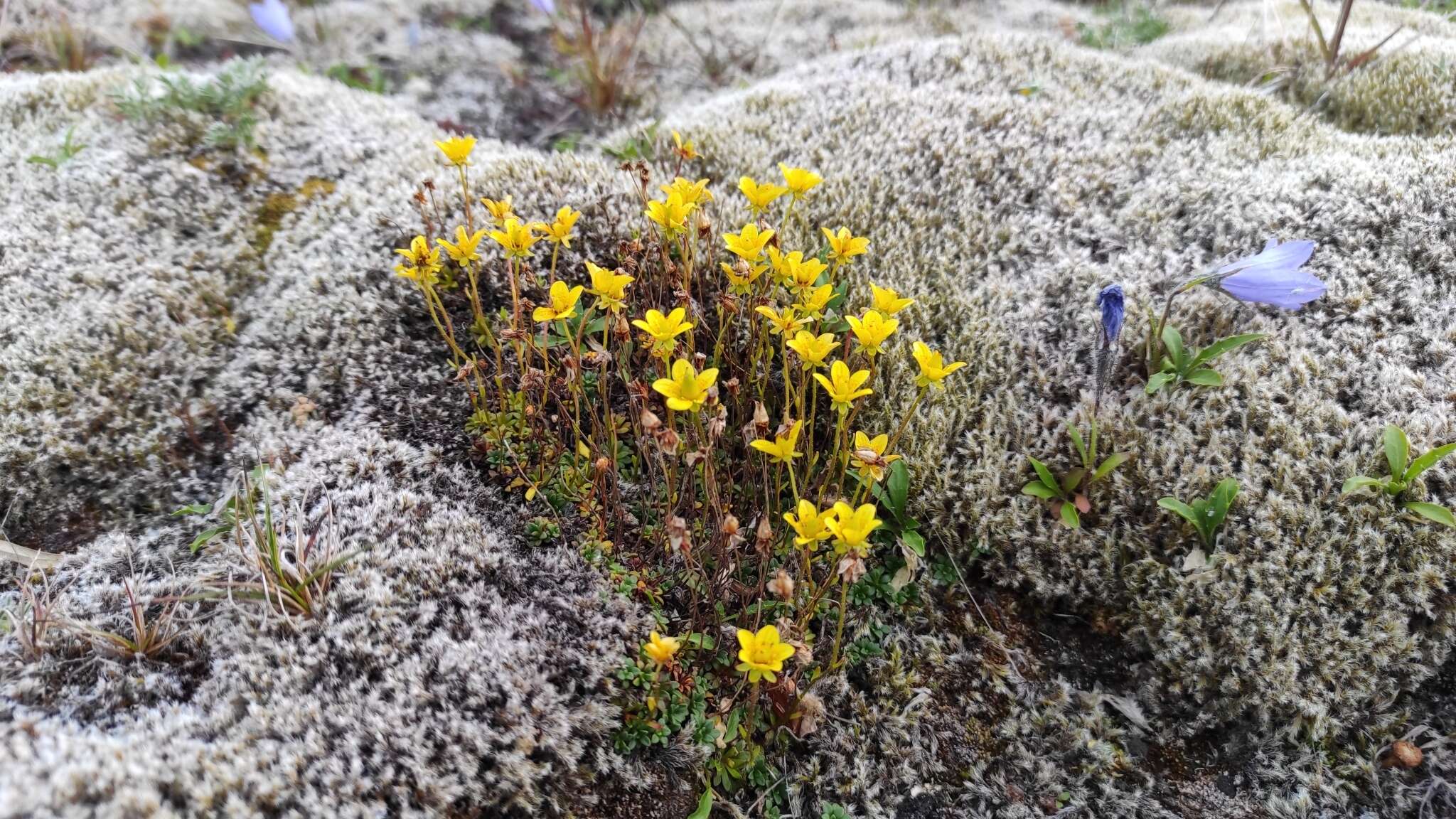 Слика од Saxifraga serpyllifolia Pursh