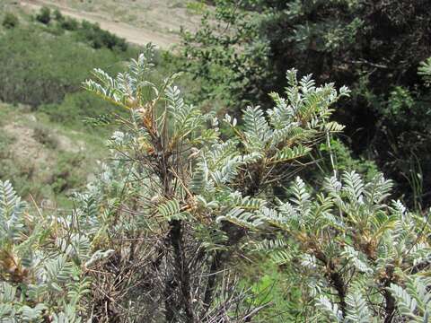 Image de Astragalus denudatus Stev.