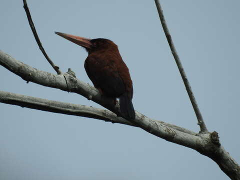 Image of Chestnut Jacamar