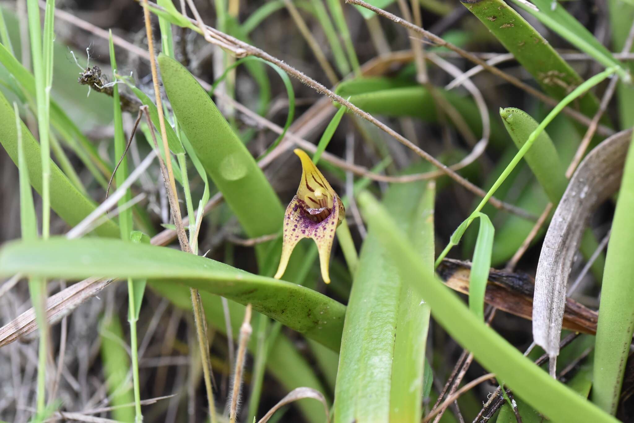 Image de Masdevallia bonplandii Rchb. fil.