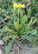 Image of lesser hawkbit