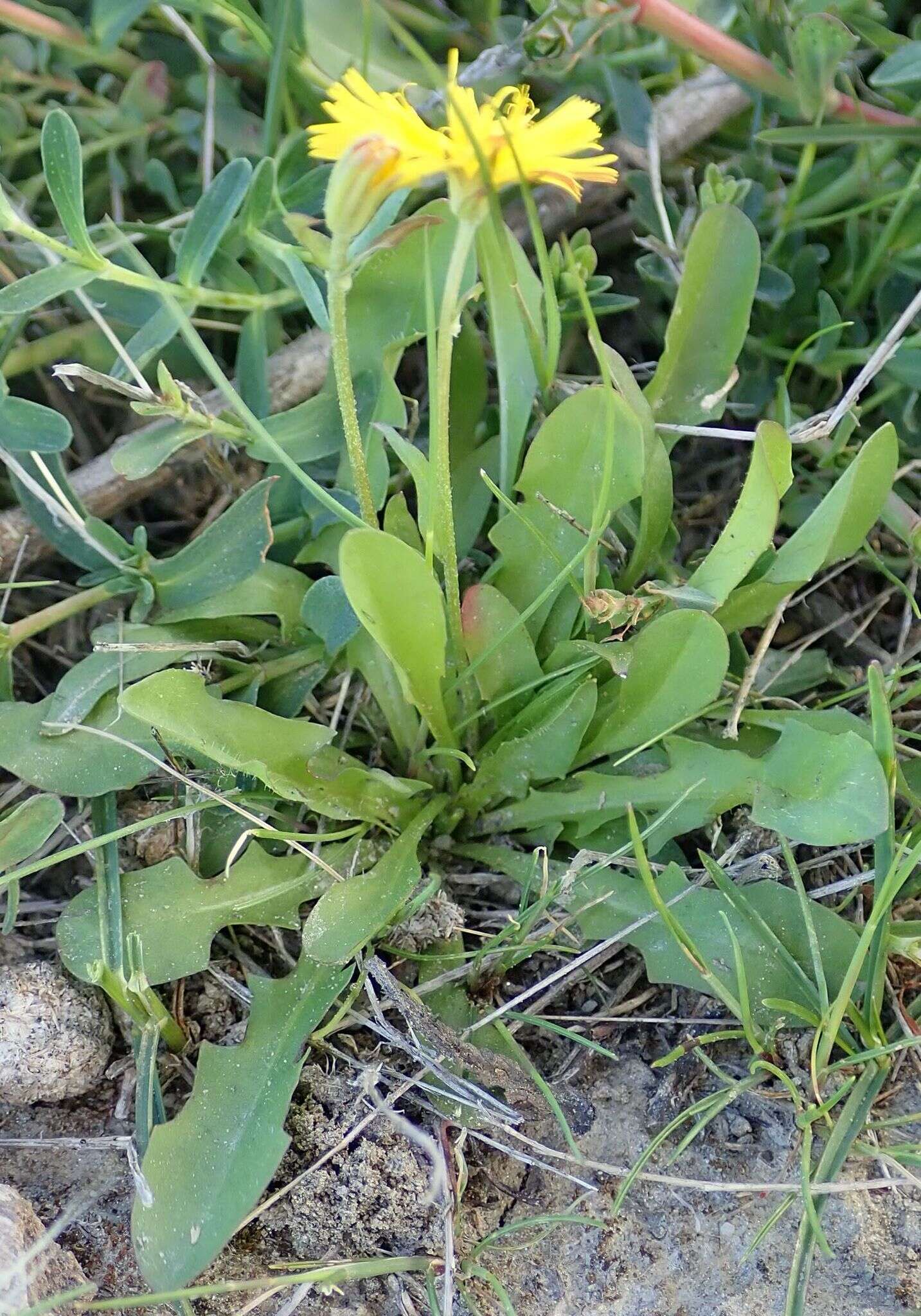 Imagem de Leontodon saxatilis subsp. saxatilis