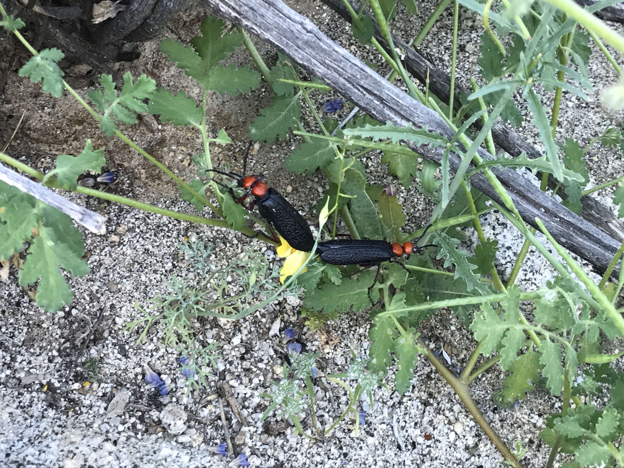 Image of Master Blister Beetle