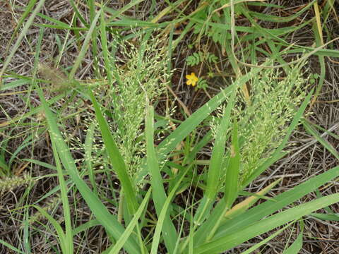 Image of Mexican panicgrass