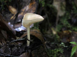 Слика од Clitocybe gibba (Pers.) P. Kumm. 1871