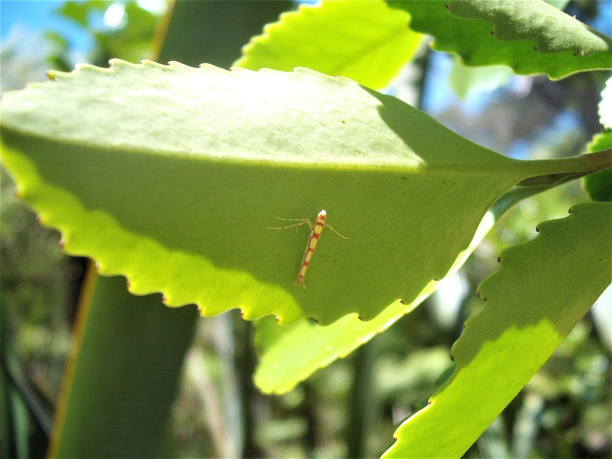 Image of Macarostola miniella (Felder & Rogenhofer 1875)