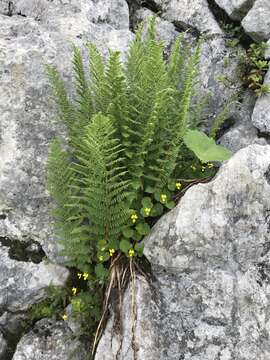 Image of Dryopteris villarii (Bell) Woynar ex Schinz & Thell.