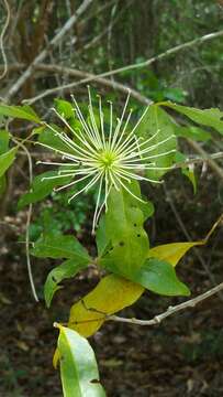 Image de Thilachium sumangui Boj.