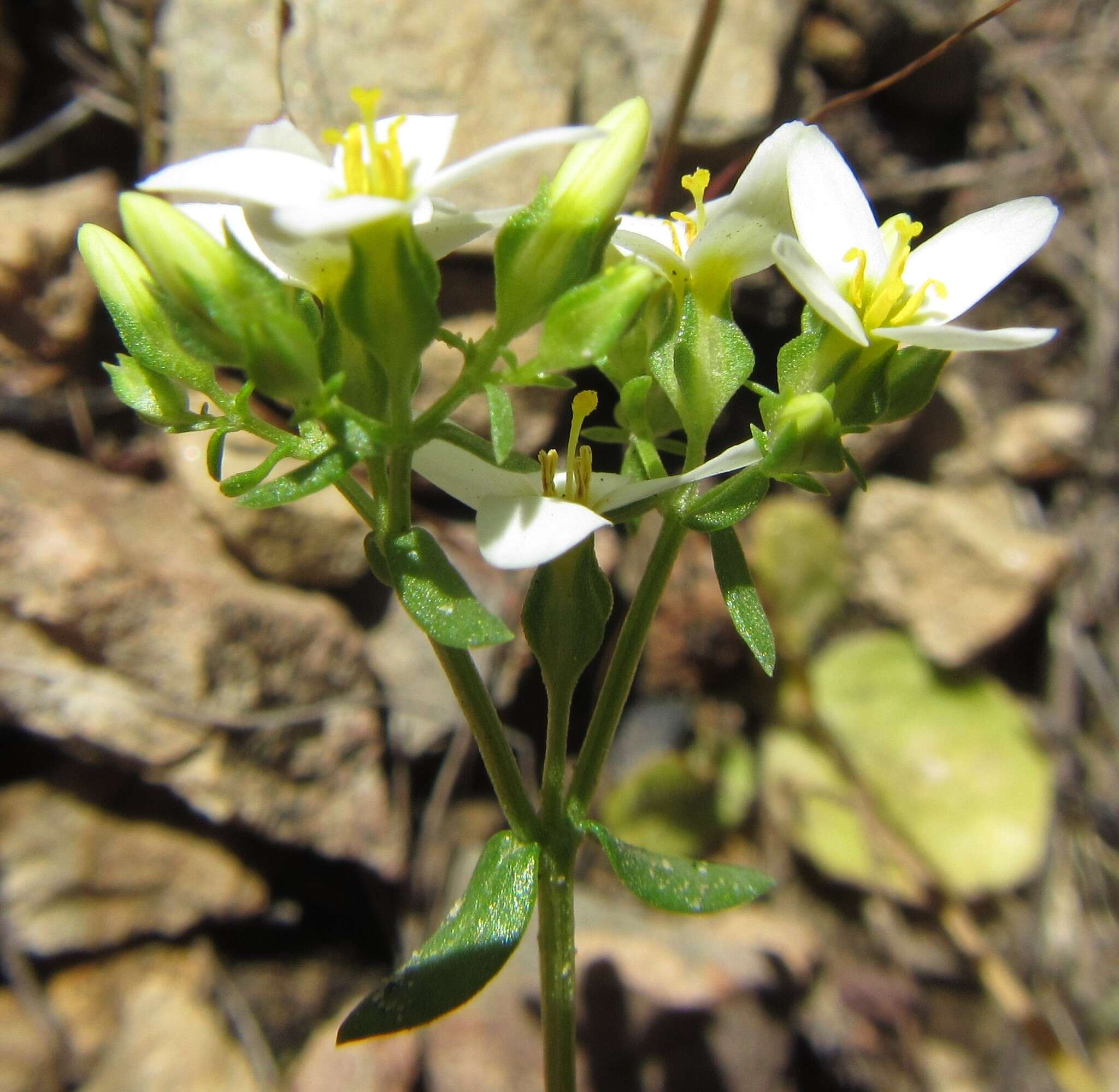 Image de Sebaea aurea (L. fil.) Sm.