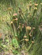 Image of Wherry's pitcherplant