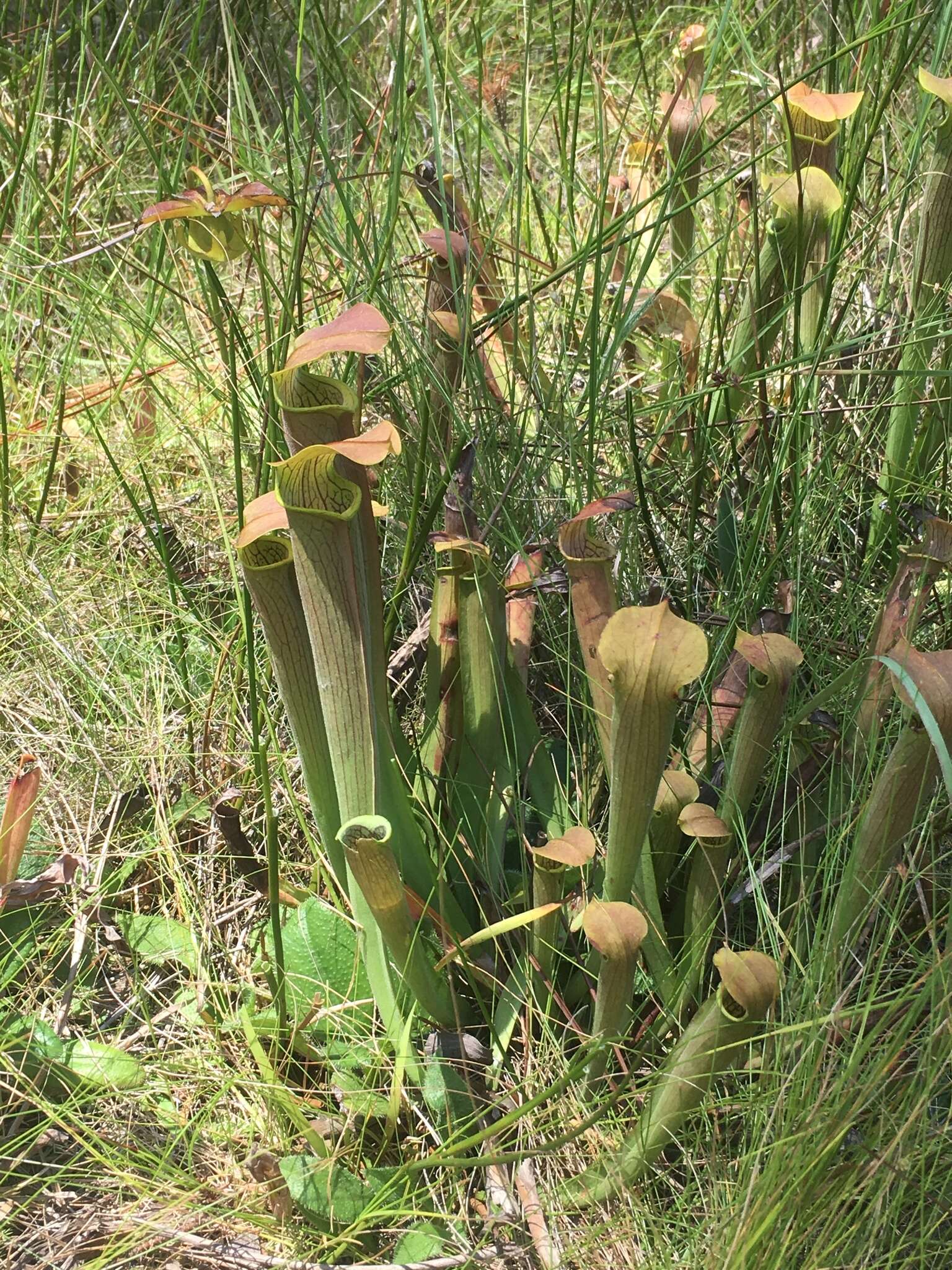 Image of Wherry's pitcherplant