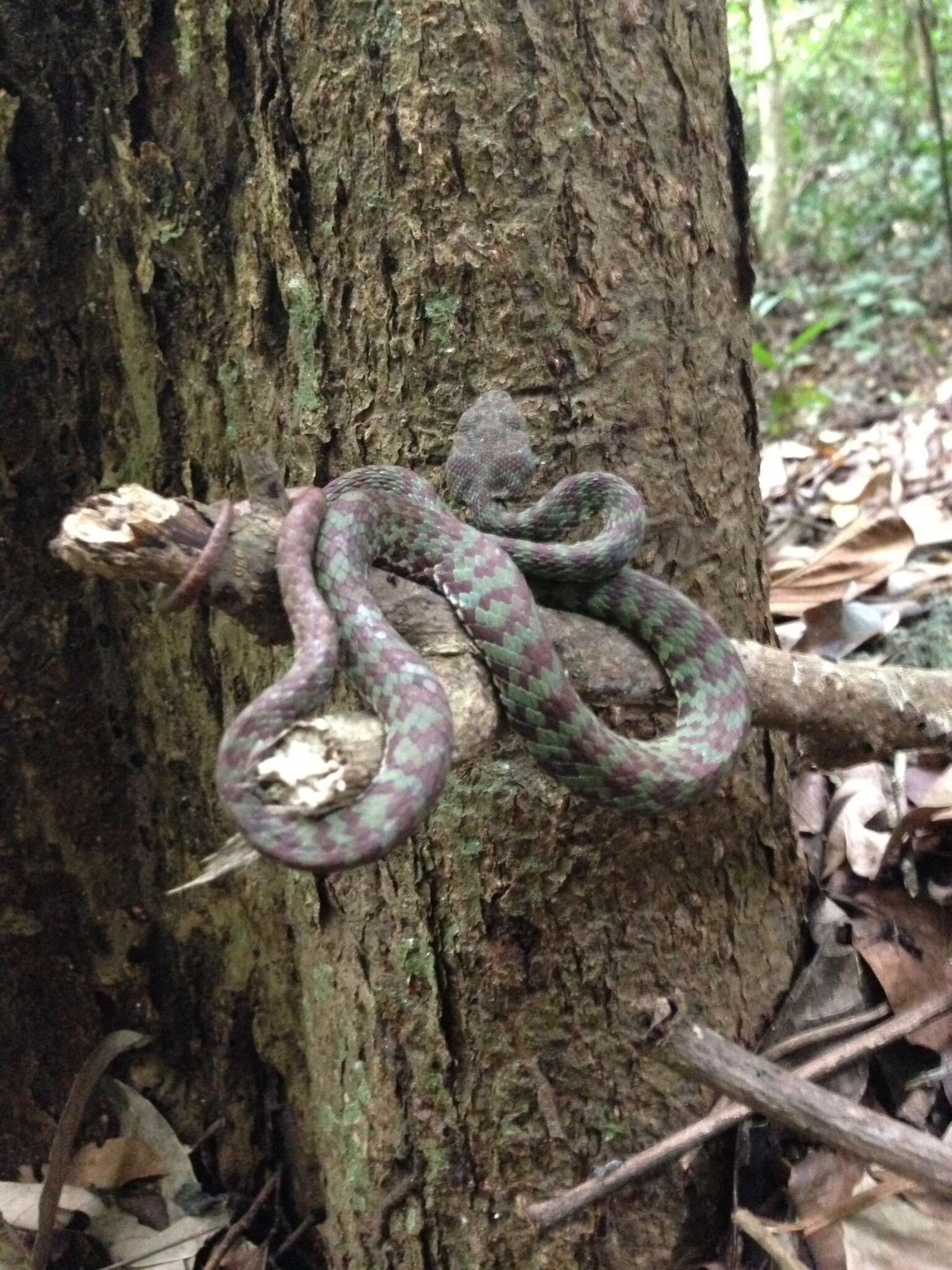 Image of Beautiful pitviper