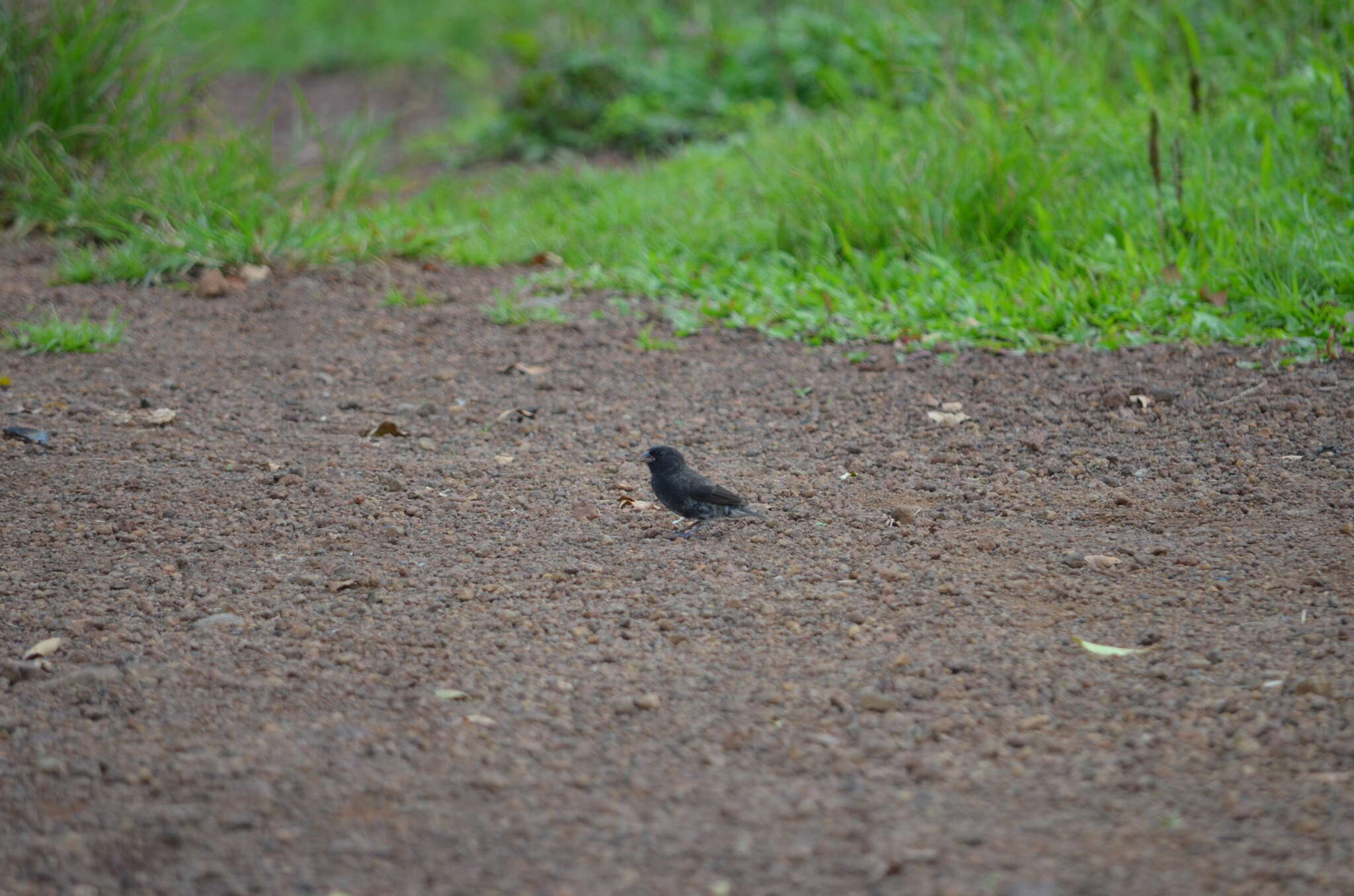 Image of Small Ground Finch