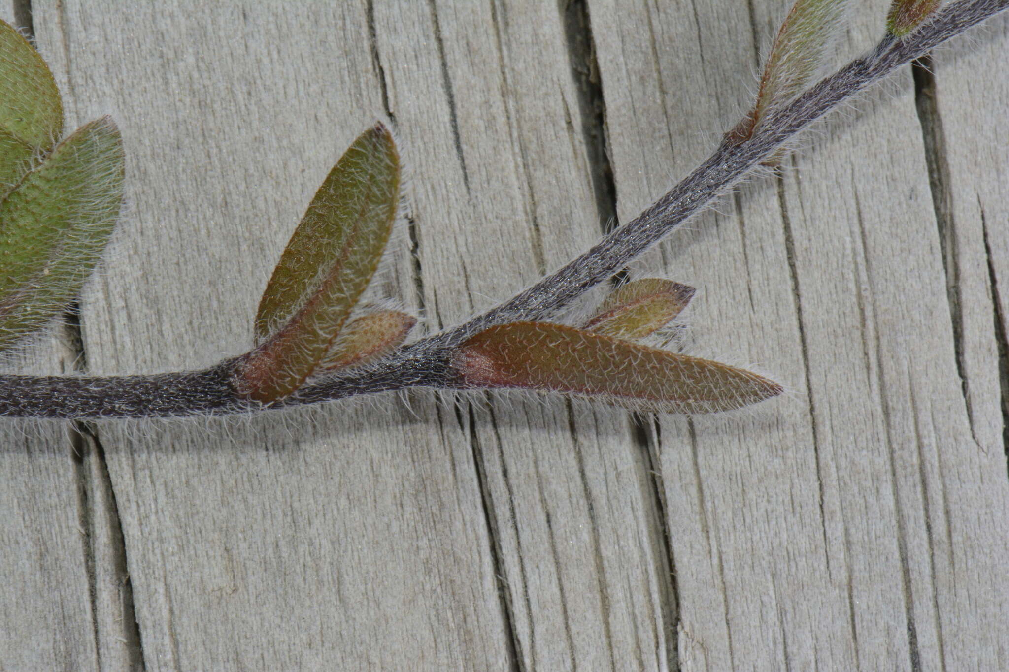 Image of Myosotis australis R. Br.