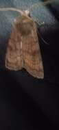 Image of six-striped rustic