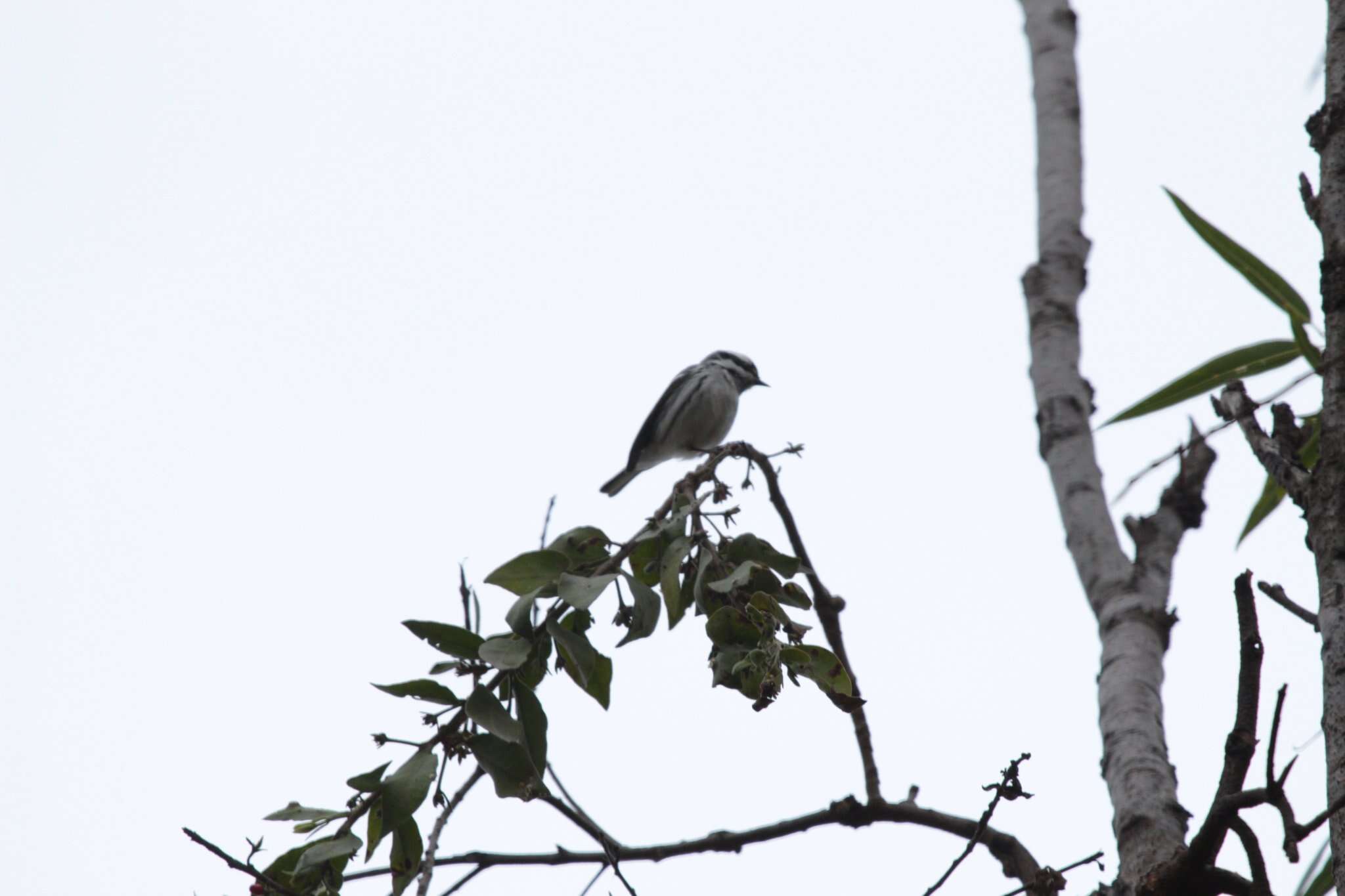 Image of Black-throated Grey Warbler