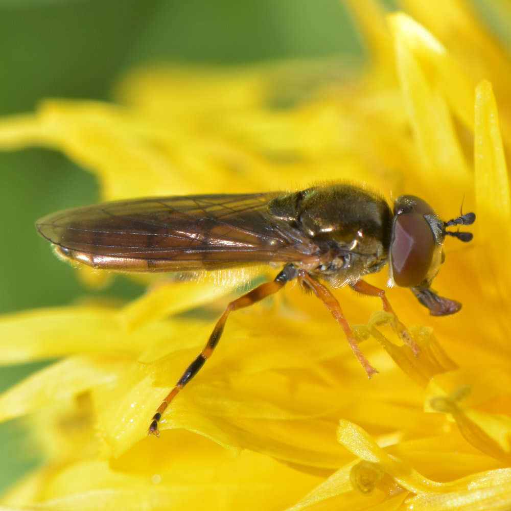 Image of Platycheirus quadratus (Say 1823)