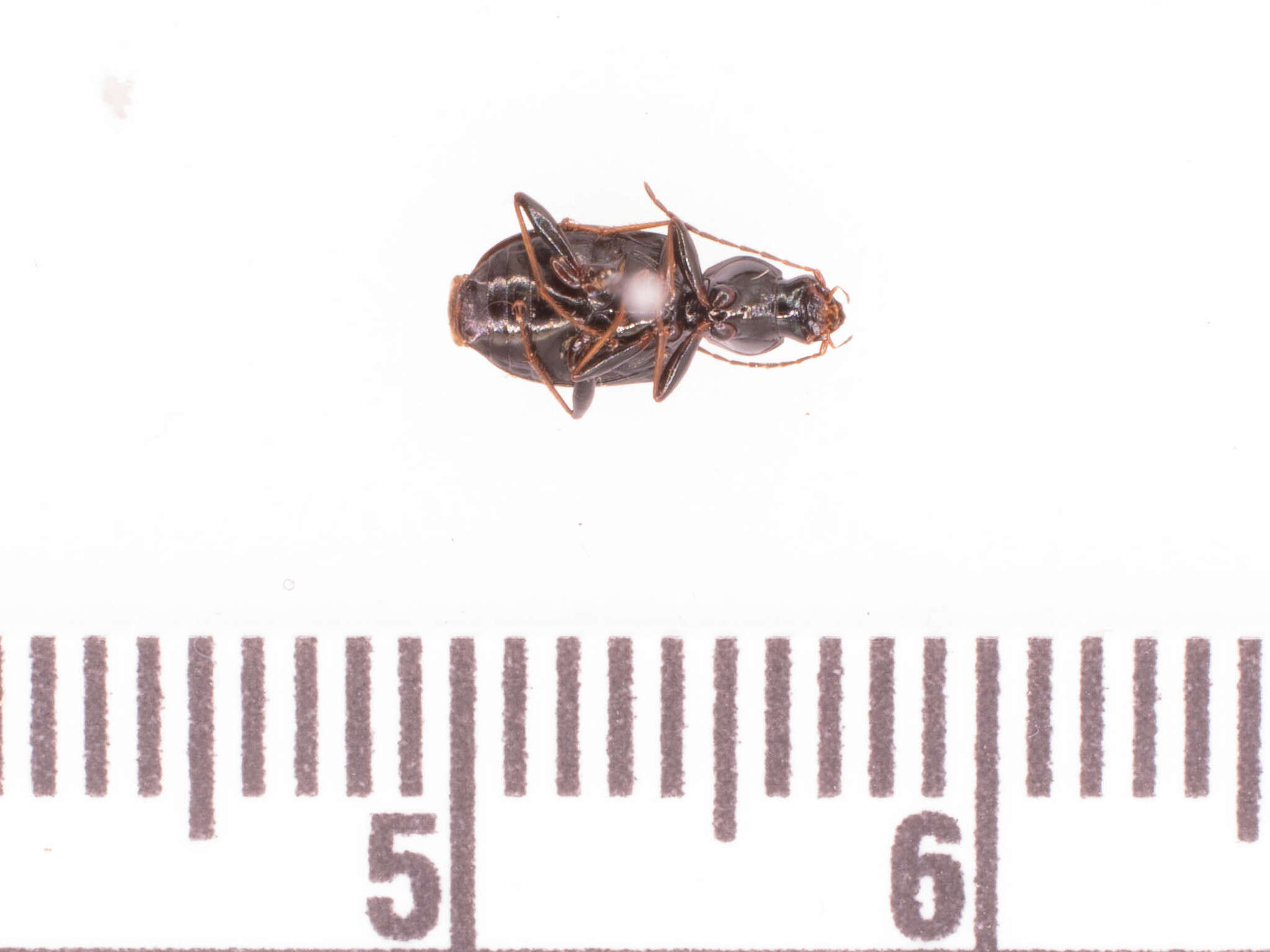 Image of Agonum (Olisares) ferreum Haldeman 1843