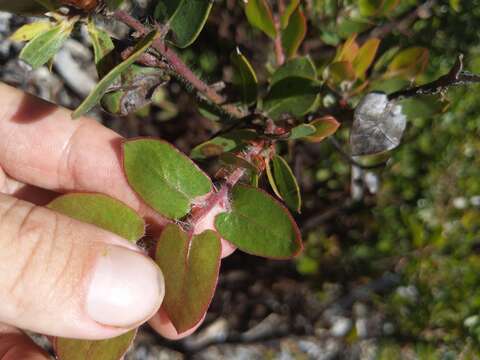 Plancia ëd Arctostaphylos pechoensis (Abrams) Dudley