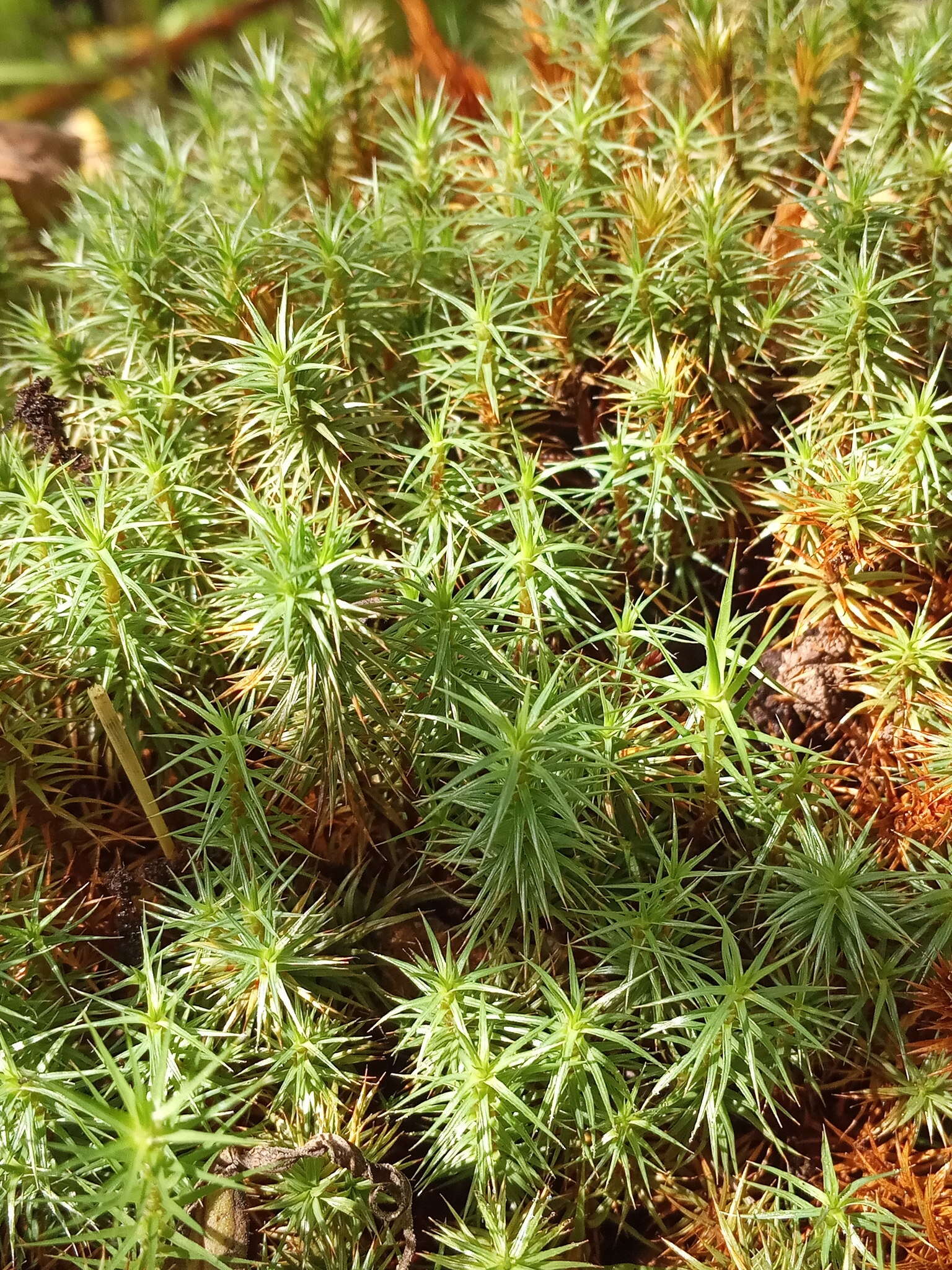 Imagem de Polytrichum strictum Menzies ex Bridel 1801