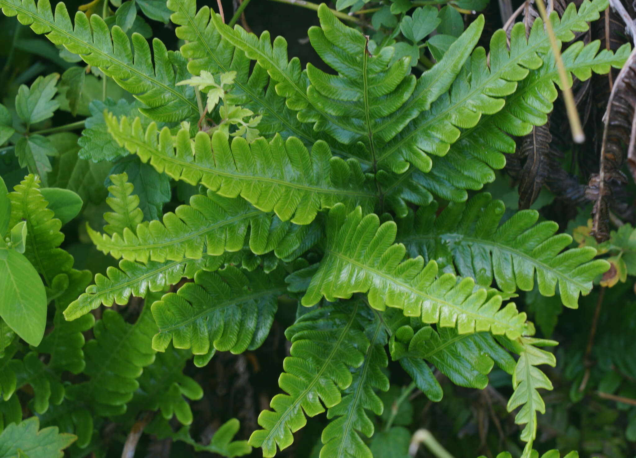 Sivun Pteris minor (Hieron.) Y. S. Chao kuva