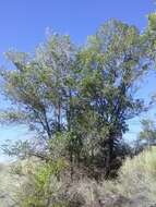 Image of Siberian Elm