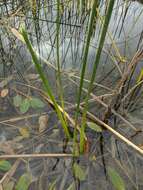 Image of Plumes of Water from the bristles