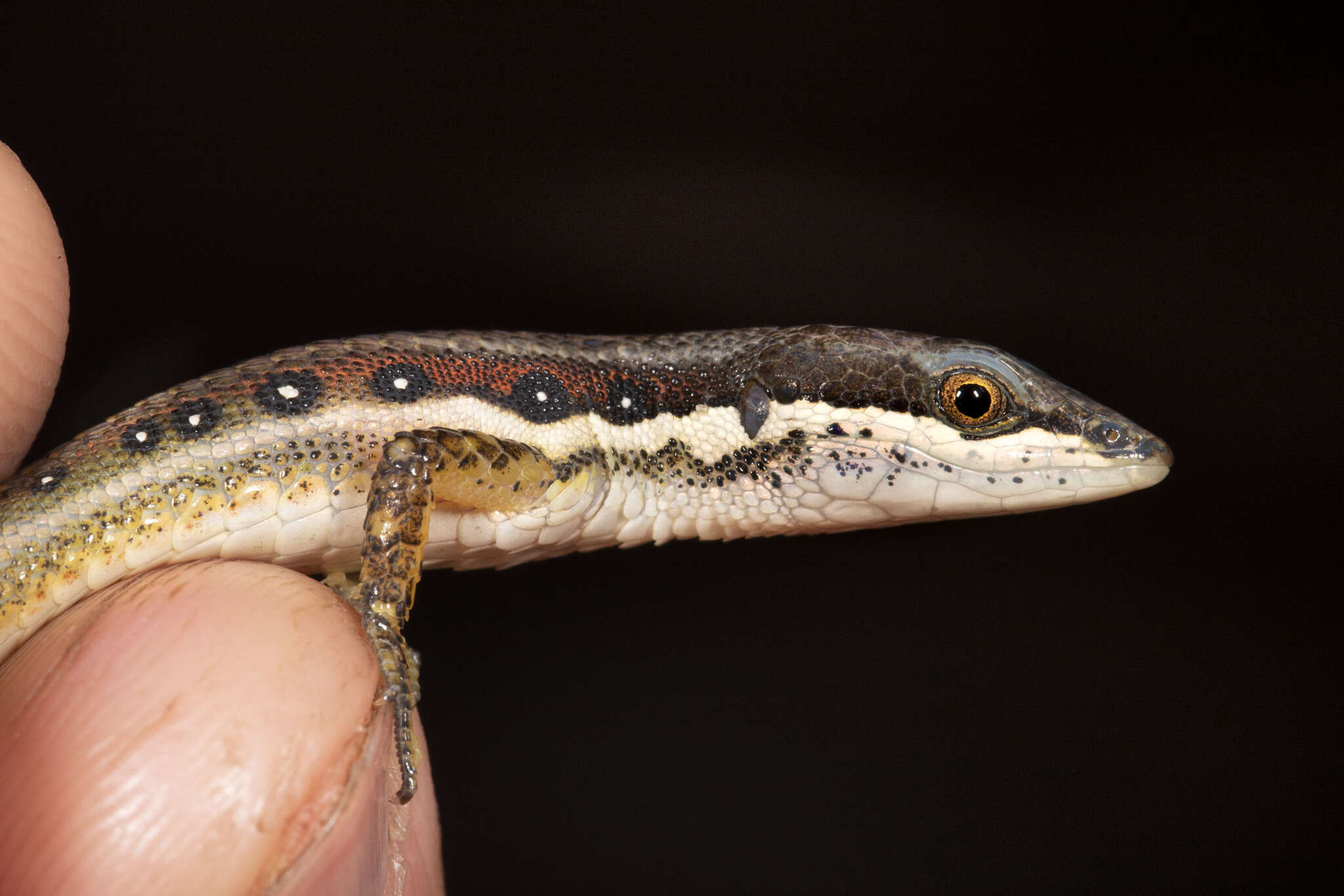 Image of White-Striped Eyed Lizard