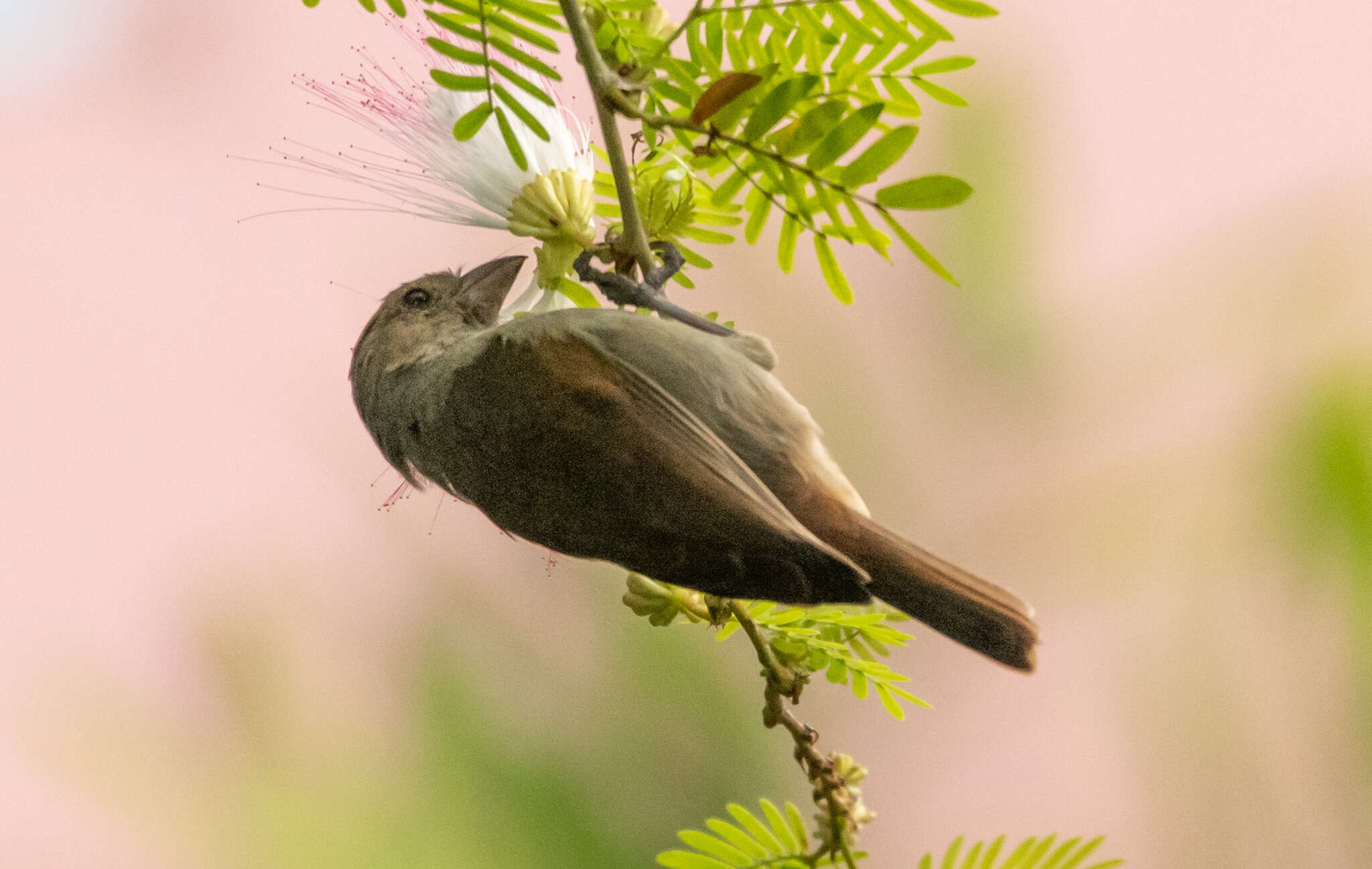 Image of Barbados Bullfinch