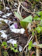 Imagem de Erythronium sibiricum (Fisch. & C. A. Mey.) Krylov