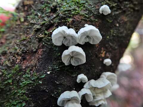 Image of Campanella tristis (G. Stev.) Segedin 1993