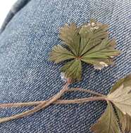 Potentilla collina Wibel resmi