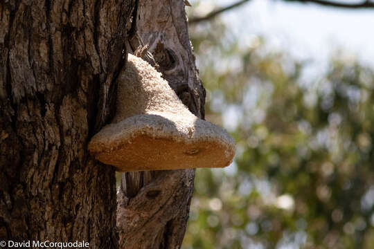 Image of Laetiporus portentosus (Berk.) Rajchenb. 1995