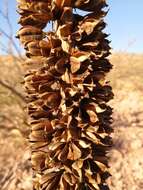 Image of Agave chrysoglossa I. M. Johnst.