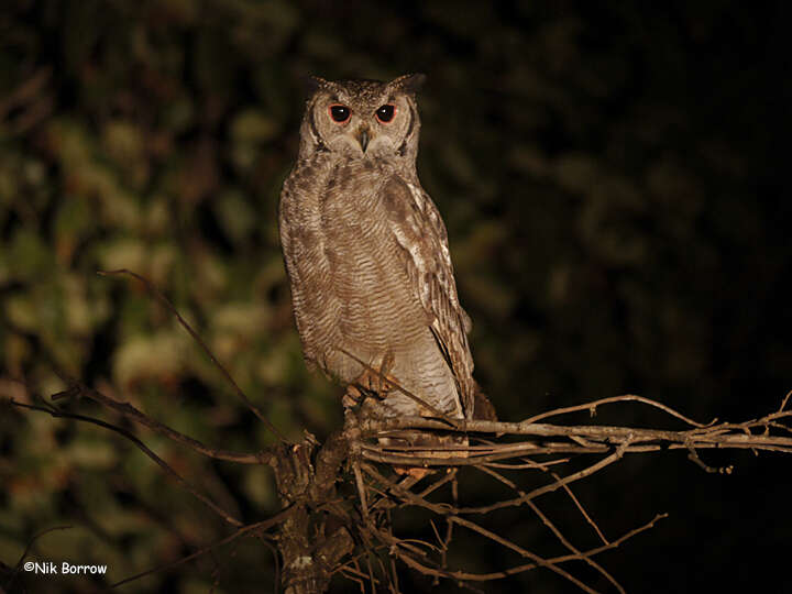 Image of Greyish Eagle-Owl