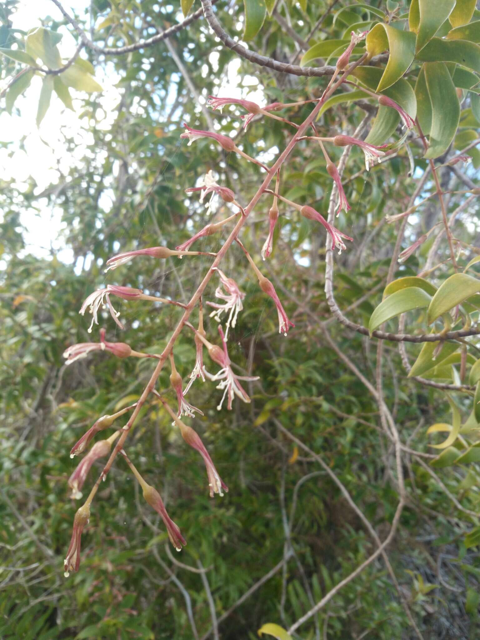 Слика од Dracaena reflexa Lam.