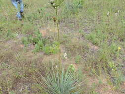 Image of Brazos River yucca