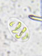 Слика од Nephrocytium lunatum