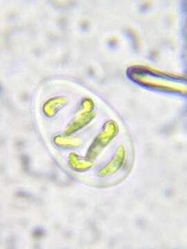 Image de Nephrocytium lunatum