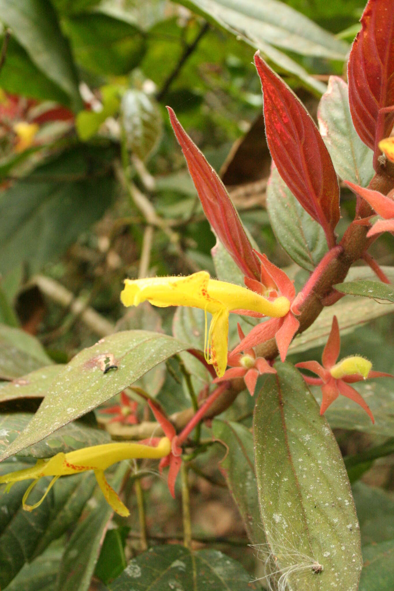 Image of Columnea schiedeana Schltdl.