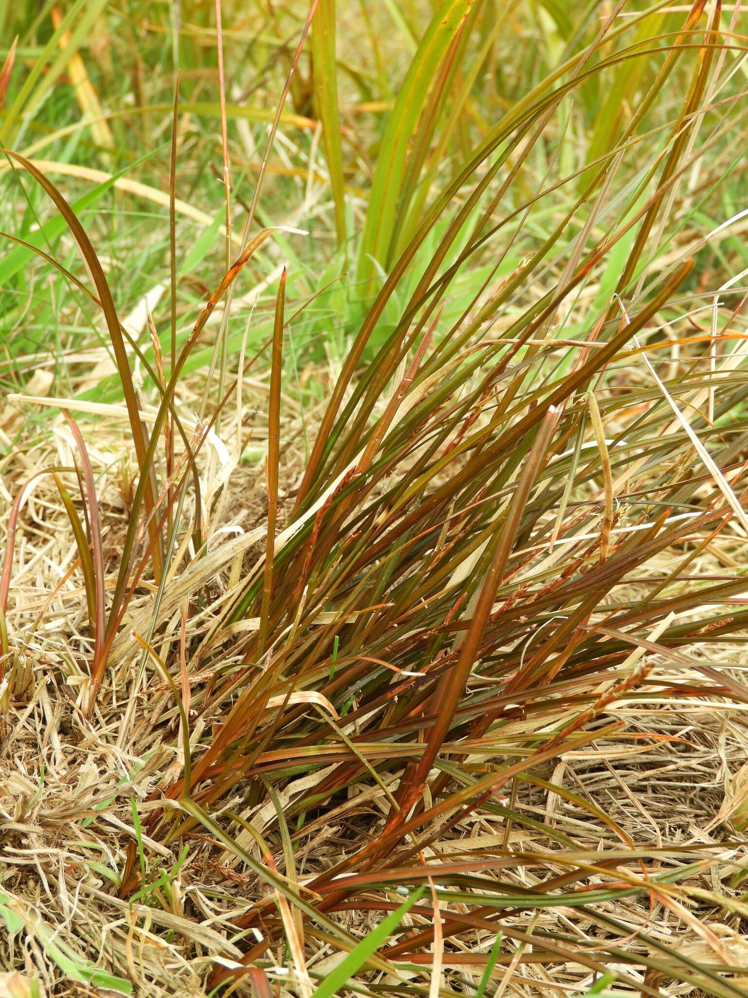 Image of Carex punicea K. A. Ford