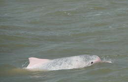 Image of Chinese Humpback Dolphin